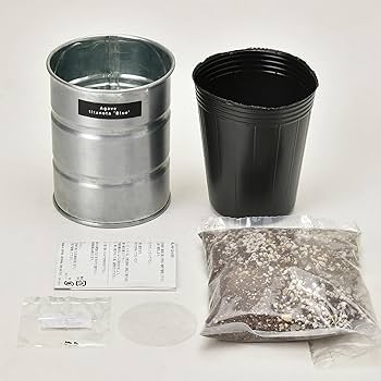 イベント等に　チタノタブルー　実生セット 2025年最新】アガベチタノタブルーの人気アイテム - メルカリ